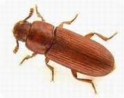 Attractant Sitophilus spp. / Tribolium spp. 15 st/pcs Attractant Sitophilus spp. / Tribolium spp. 15 st/pcs