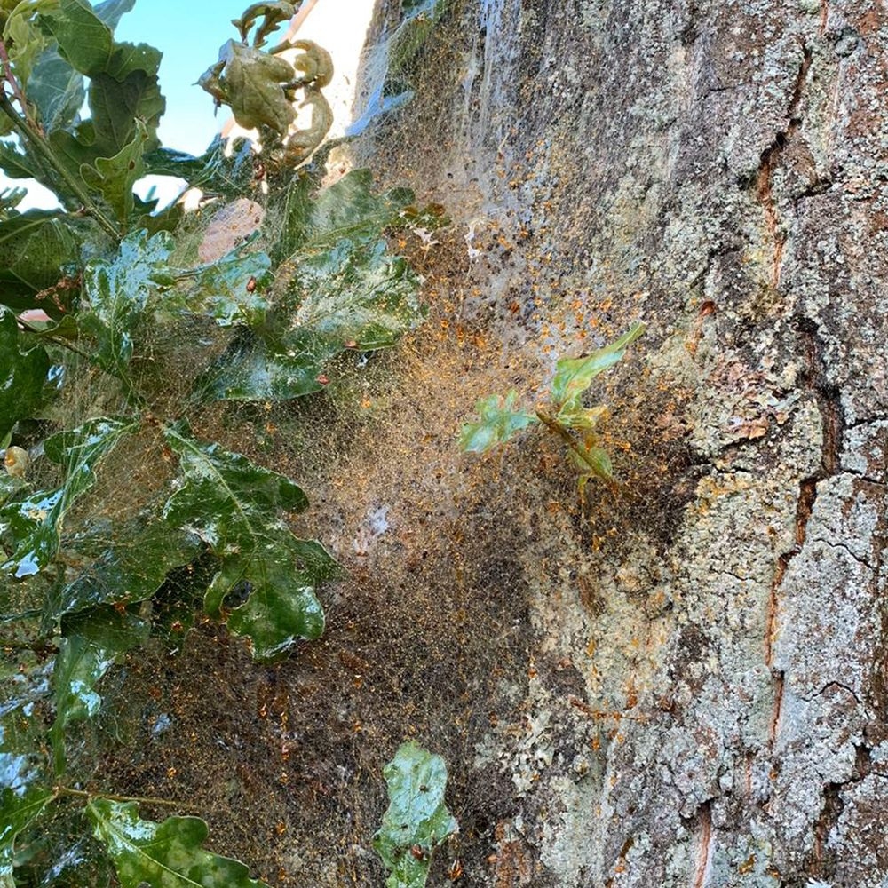 Catefix 2020 Anti-processierupsen! (5L) Geen biocide