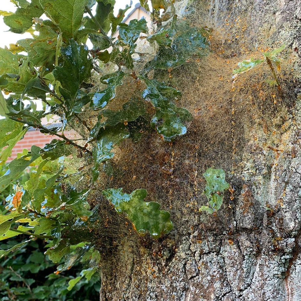 Catefix 2020 Anti-processierupsen! (5L) Geen biocide