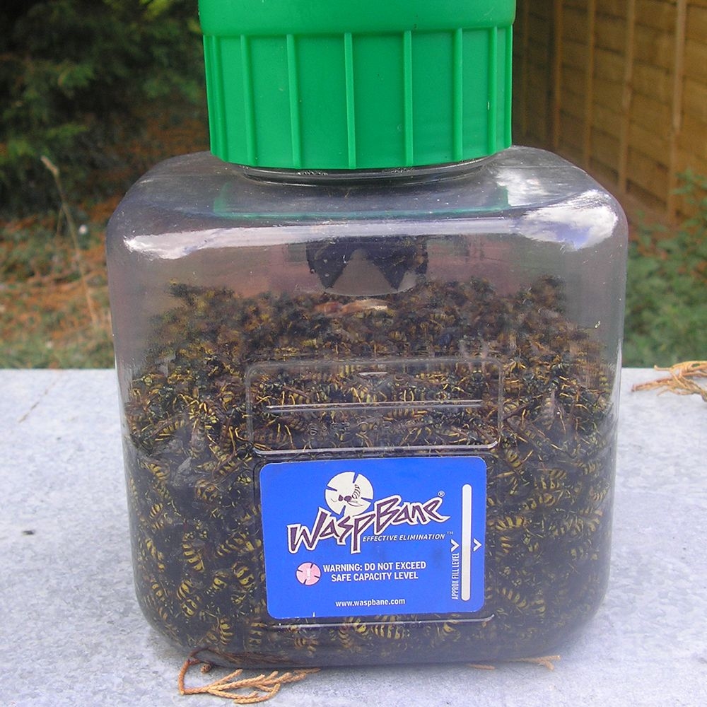 Waspbane wespenval 1st.