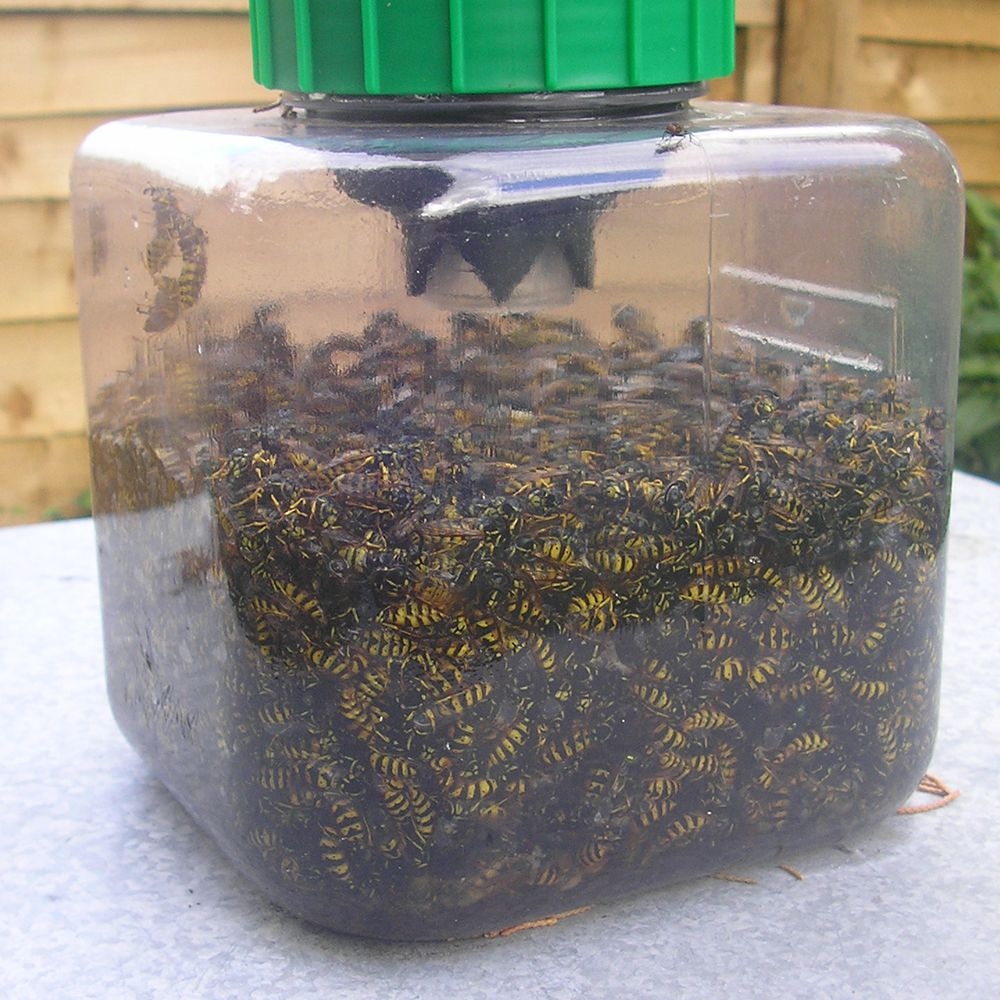 Waspbane wespenval 1st.