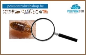 Bedwantsen ontdekken