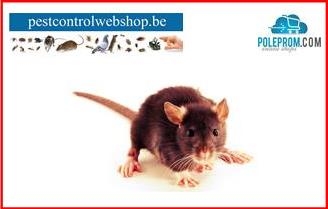 Muizen en ratten