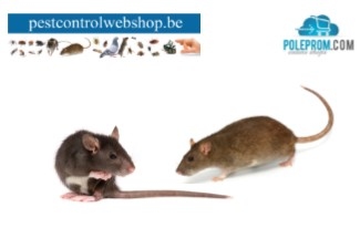 Muizen en ratten