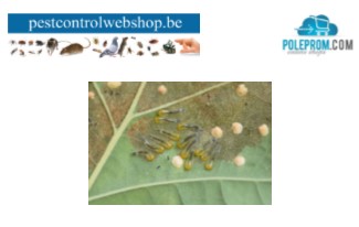 Plantenplagen